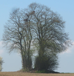 Le Petit Arbre � Blanmont